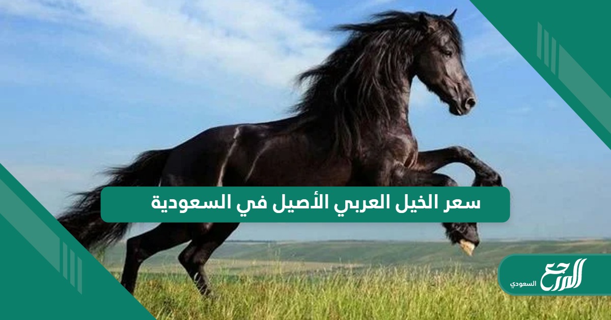 كم سعر الخيل العربي الأصيل في السعودية